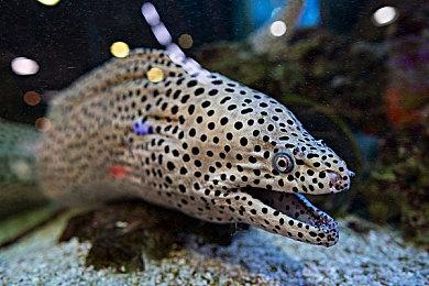 《寂静岭f》新视频 女主面对诡异少女稻草人